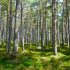 BosChiAMo: Un progetto per la sostenibilità ambientale delle foreste emiliane