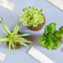 Kokedama: l’arte giapponese di coltivare piccole piante senza vaso